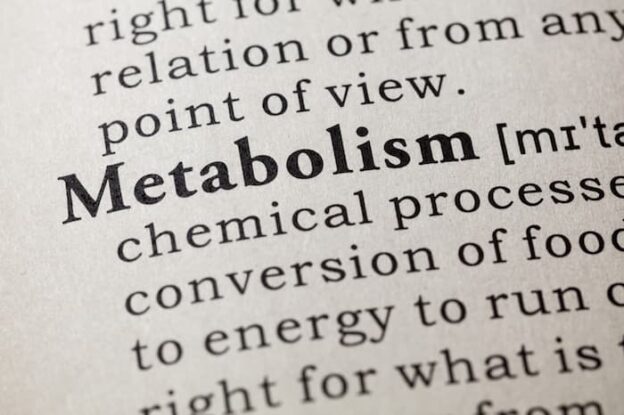 How Does Metabolism Work?